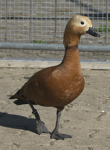或许