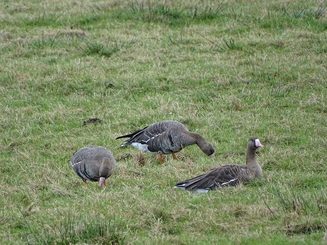 洲传奇姚明 洲传奇姚明